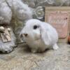 Purebred Holland lop bunny rabbit