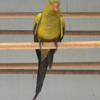 Rock Pebbler/ Regent Parakeet Male