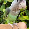 Cape Parrot Baby