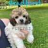 AKC Toy Poodle for sale