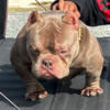 (2) Micro Exotic female Pups For sale