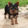 Small Yorkshire Terrier boy