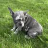 ~ Frenchton Female ~ Blue Merle ~ in Michigan ~