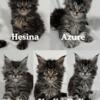 TICA Registered Maine Coon Kittens