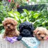 F1B CAVAPOO- LOW TO NONSHED MINI to Small,Therapeutic,Companion