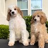 AKC Standard Poodles in California with Delivery Available