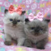 Persian kittens for sale khloeskittens.com