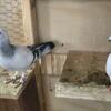 Shafra Pigeons Available