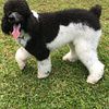 Beautiful AKC Parti Standard #Poodle available for #stud service
