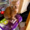 ISO orange kitten for my daughter for free
