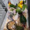 Green cheek conures for sale