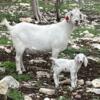 Savanna Goat Kids (75% & 94% Avalable)