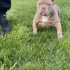 Lilac Micro Bully Female - 3 months