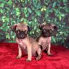 pugs for sale in houston