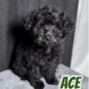 ACE all black Toy poodle