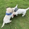 AKC Labrador Retriever Pure English Male Puppies