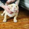 Micro male and female  bullie available