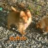 SuzyQ Precious Pups BuffalIo