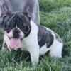 For Sale $725 Female French Bulldog Quad Carrier