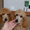 Apricot standard poodle pups sale or trade