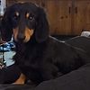 Dual AKC/CKC STUD ONLY! Blk/Eng. Cream longhaired Dachshund