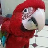 Tamed Macaws available