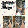 Amazing  Black Merle Male Blue eyes