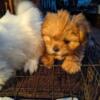 3 Lhasa apso puppies