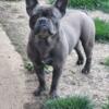 Frechie bulldog 2 males  1000 no papers or 2500 whit akc