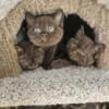 Luxury kittens RARE COLORS