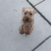 Male Yorkshire terrier for sale