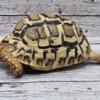 Leopard tortoises sex unknown