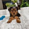 Yorkie Puppies for Sale - $800