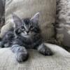 Maine Coon male kitten 10 weeks ready to go!