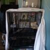 For sale Parakeets with cage