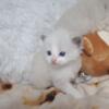 New litter TICA REGISTERED ragdoll kittens deposit open