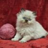 Himalayan Kittens Available on 5/7/2024