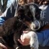 Freckles, AKC registerable Australian shepherd puppy 300