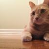 FREE - 4 year old male ginger cat