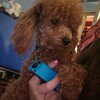 1 year old red toy poodle