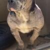 Beautiful Merle bully available