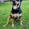 3year old spayed Rottweiler