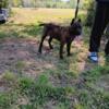 4 Cane Corso puppies available.