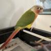 Greencheek Conure- Red factor Pineapple