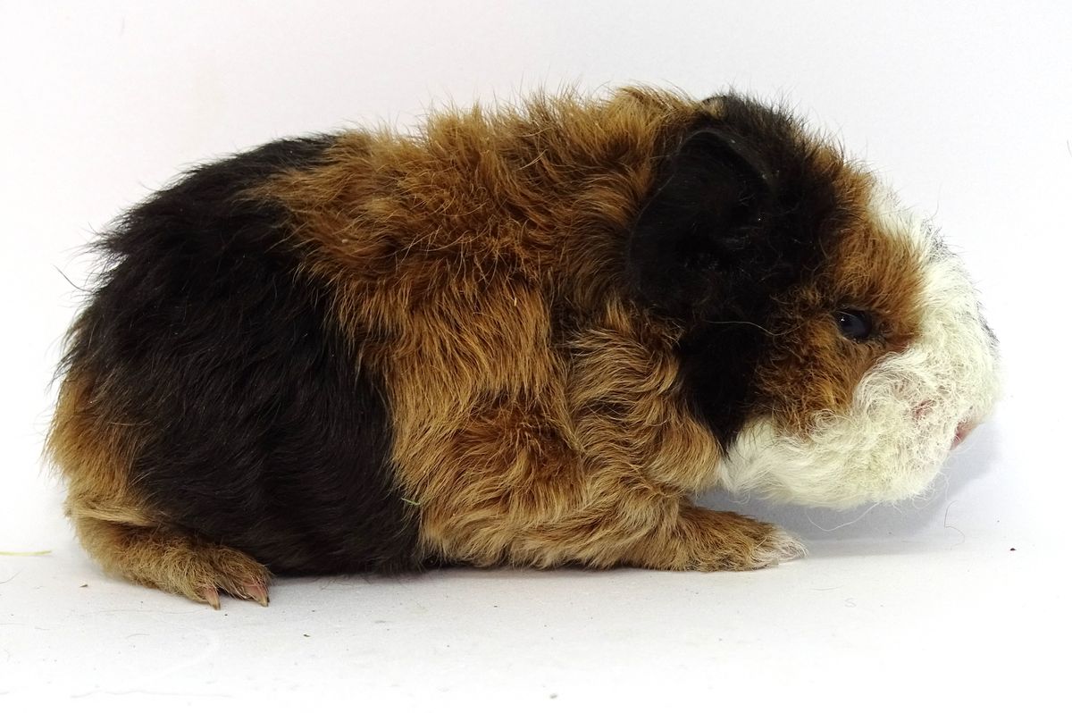 teddy bear guinea pig