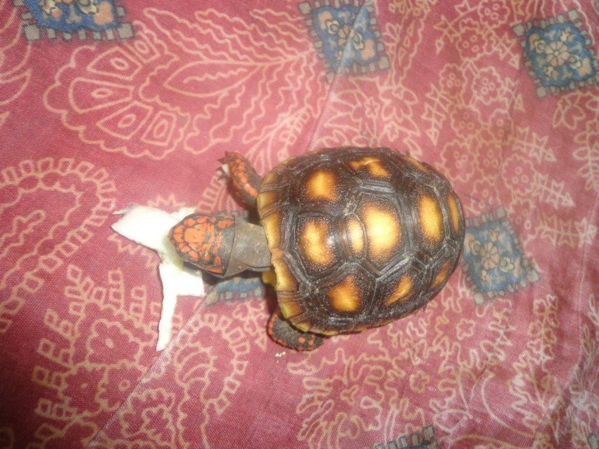 Red Footed Tortoise Babies Cherry Head Sub Species Brazilian In
