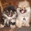 AKC Tiny Teddy Bear  Pomeranian puppies