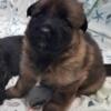 AKC Long-Coat German Shepherd Sable Female Pups, Health Tested Parents, DM Clear