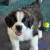 Adoreable St. Bernard puppies for sale