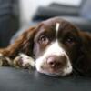 Female English Springer Spaniel